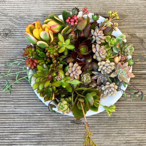 SUCCULENTS 10 x succulent cuttings, freshly cut – No repeat cuttings