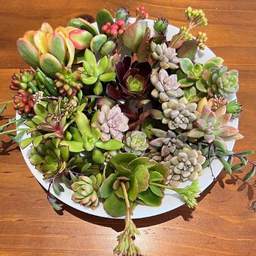 SUCCULENTS 10 x succulent cuttings, freshly cut – No repeat cuttings