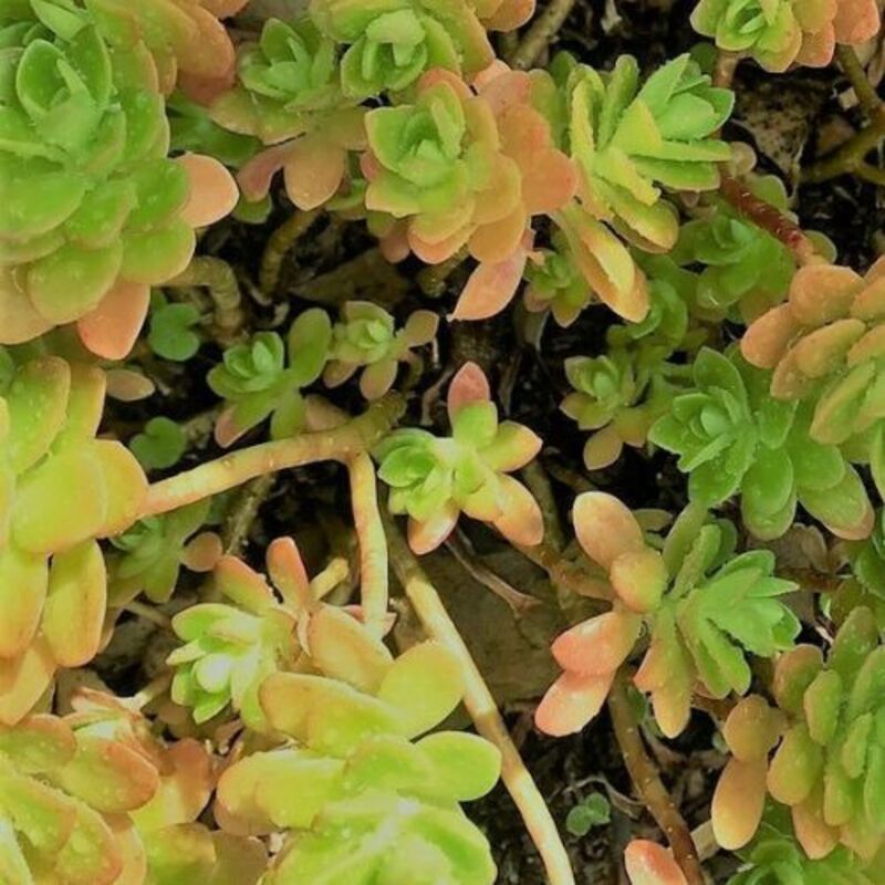 SUCCULENTS 20 x succulent cuttings, freshly cut – No repeat cuttings