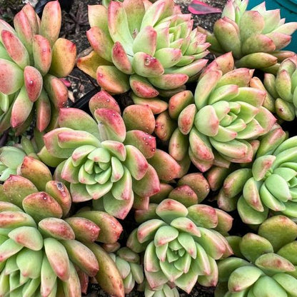 SUCCULENTS 10 x succulent cuttings, freshly cut – No repeat cuttings